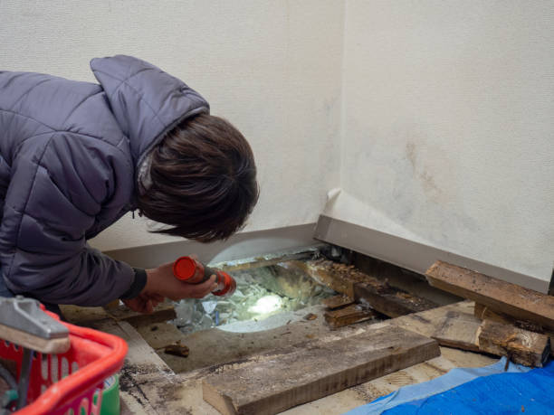 Best Real Estate Mold Inspection  in Brookmont, MD