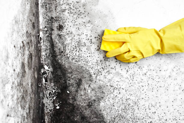 Best HVAC Mold Inspection and Cleaning  in Brookmont, MD