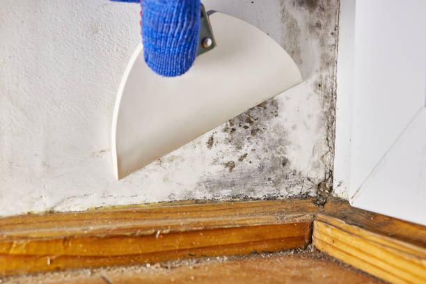 Best Biohazard Mold Removal  in Brookmont, MD